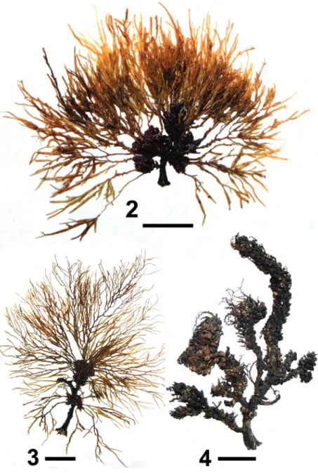 Figs 2-4. Cystoseira michaelae Verlaque et al., nom. et stat. nov. from Algeria (newly collected specimens, this work)
