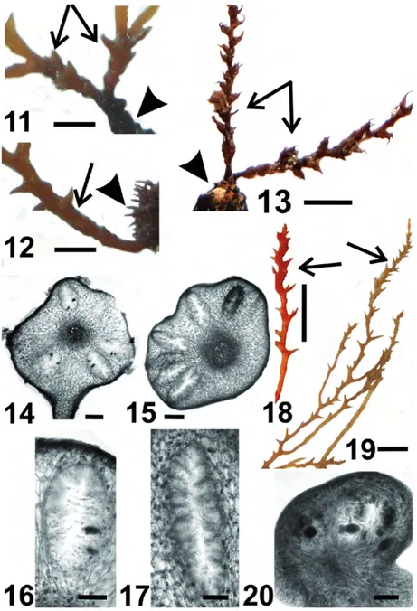 Figs 11-20. Cystoseira michaelae Verlaque et al., nom. et stat. nov. from Algeria (newly collected specimens, this work)