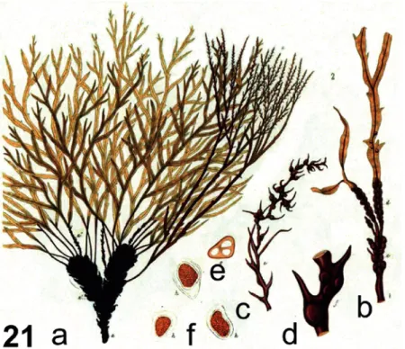 Fig. 21. Illustration of Cystoseira michaelae Verlaque et al., nom. et stat. nov., as C