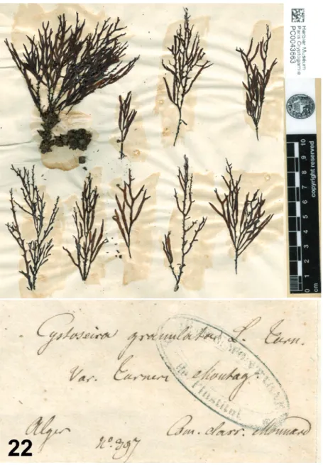 Fig. 22. Lectotype of Cystoseira granulata C. Agardh var. turneri Montagne (here: C. michaelae Verlaque et al., nom