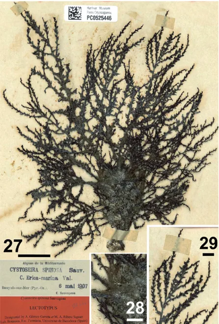 Figs 27-29. Lectotype of Cystoseira spinosa Sauvageau, Banyuls-sur-Mer, Pyrénées-Orientales, France, 6 May 1907, PC (Herbarium Général, collection C