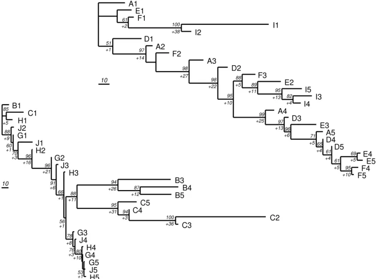 Fig. 4. Most parsimonious trees obtained considering the whole sample contains two groups (ADEFI and BCGHJ) with two different ancestors