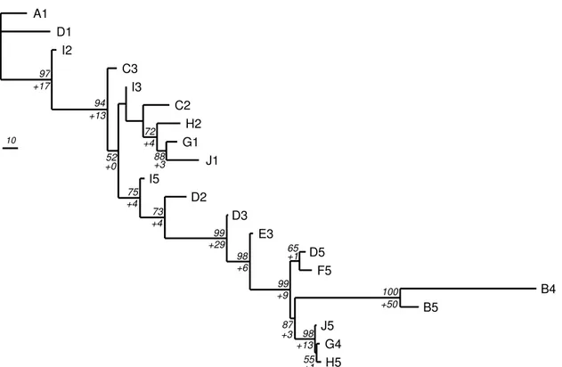 Fig. 6. One of the two most parsimonious trees, differing only in the position of C2, for the excluded galaxies of Fig