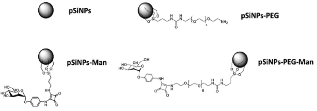 Figure 1. Schematic of the four pSiNPs formulations. 