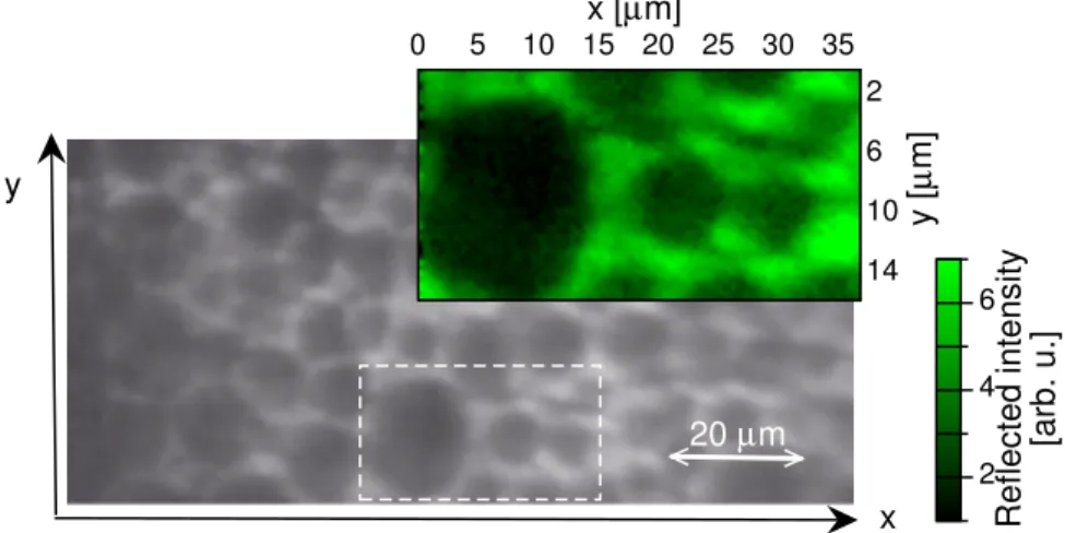 Figure 6: Unpolarized light microscopy in reflection of the sample. Dashed white line indi- indi-cates the Z.O.I