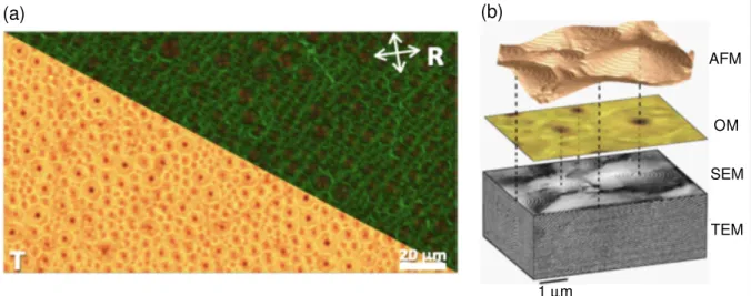 Figure 2: (a) Polygonal textures observed in the cholesteric material of the present study by optical microscopy in transmission (unpolarized light) and reflection (crossed  polariz-ers) modes