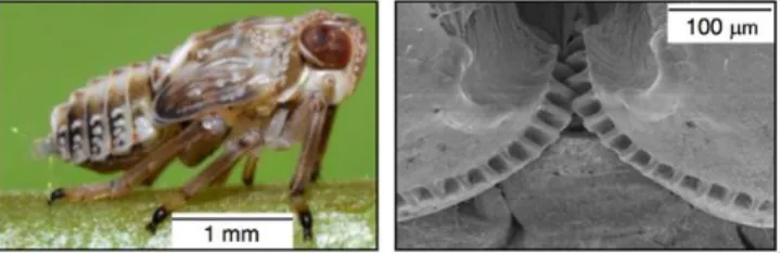Figure 8. The nymph of the planthopper Issus coleoptratus (left) and a Scanning Electron Microscopy  image of the intricated micrometric gears located on the hind legs (right)