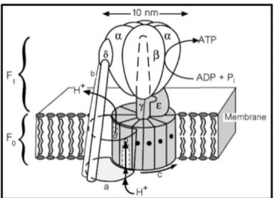 Figure  1.  ATP  synthase  incorporated  in  a  membrane,  with  a  trans-membrane  proton  concentration  gradient leading to the synthesis of ATP