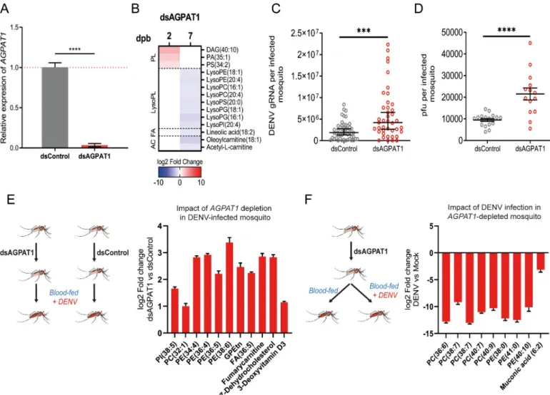 Fig 4. AGPAT1 depletion increases DENV multiplication and consumption of aminoPLs in mosquitoes