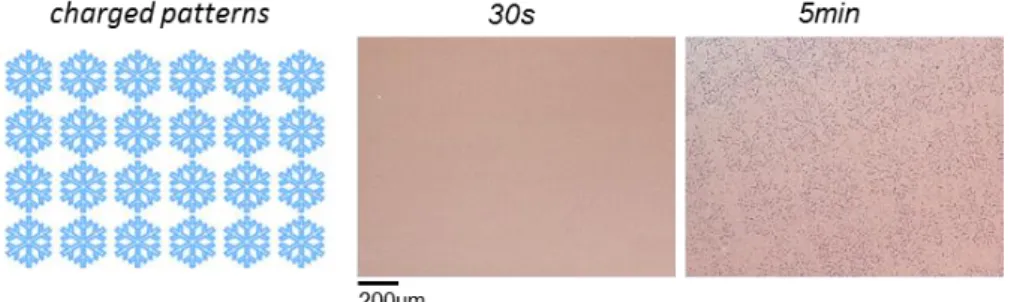 Figure S1. Image of the expected charged patterns given for sake of clarity (left). Optical microscopy  image of 1 µm particle assemblies made with nanoxerography using a static contact time of either 30s  (middle) or 5min (right)