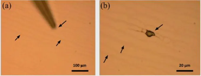 Fig. S1. HMIMI  ionic liquid is deposited with a microinjector on TMV band-shaped patterns  (three of the bands are pointed out by arrows)