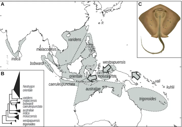 Figure 2. A. Parapatric distribution of species in the blue-spotted maskray species complex, Neotrygon spp