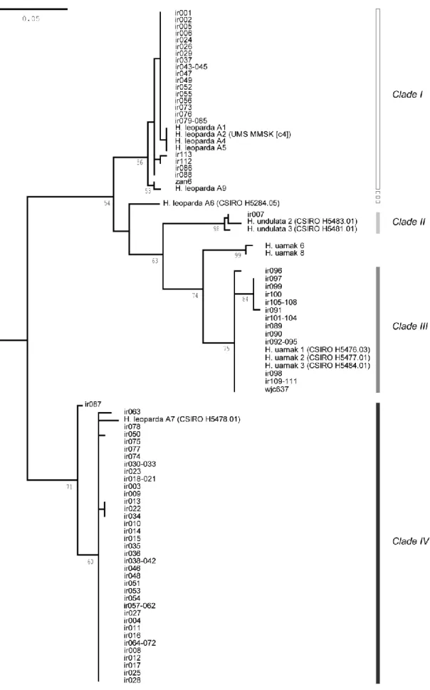 Fig. 3  Himantura uarnak species complex. Maximum-likelihood tree of partial cytb sequences including homologous  sequences from Manjaji (2004) [sequences aligned over 239 bp; Kimura-2 parameter model with gamma-distributed  evolutionary rates among sites;