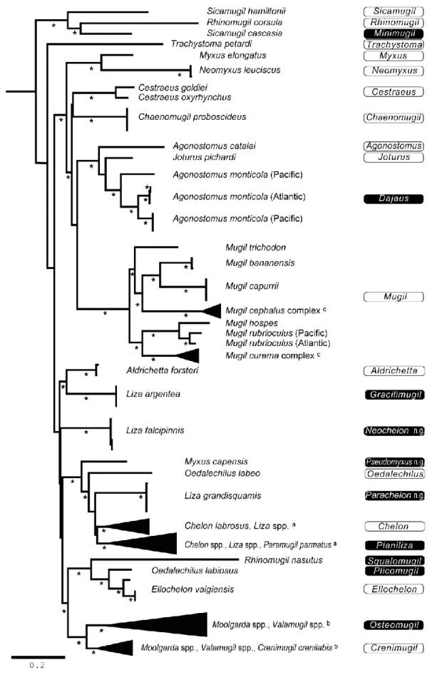 Fig. 1. Revised genus names in Mugilidae, superimposed on the phylogenetic tree of Mugilidae (55 species from 19 genera)
