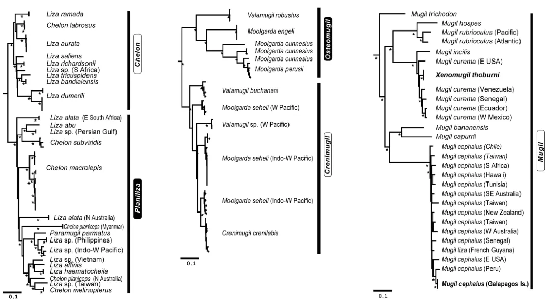 Fig. 2. Details of the tree presented in Fig.1. Taxon names at extremity of branches are given according to the current nomenclature [13]; when species identification was uncertain, an unknown species or “sp.” was  assigned to the recognized genus for the 