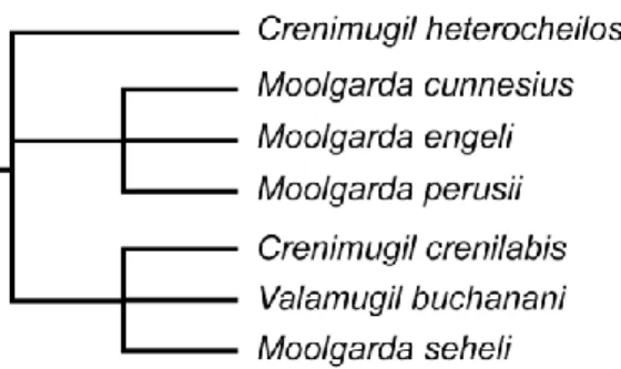 Fig. 3. Parsimony tree of Moolgarda spp., Valamugil  buchanani and Crenimugil spp. based on a cladistic analysis  of 46 morphological characters (redrawn from [10])