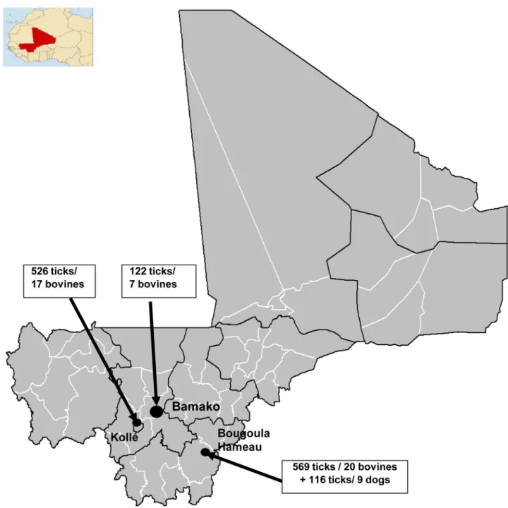 Fig 1. Map of Mali showing the sites where the ticks were collected for our study and number of ticks collected and number of cattle prospected per site.