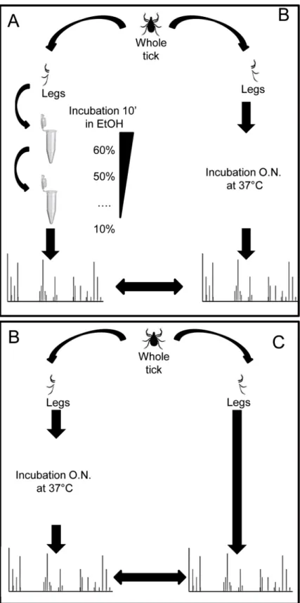 Fig 2. Protocol design of ticks treatment for MALDI- TOF MS analyses. “De-alcoholization” (A), “dry” (B) and “direct” (C) protocols for sample preparation were illustrated.