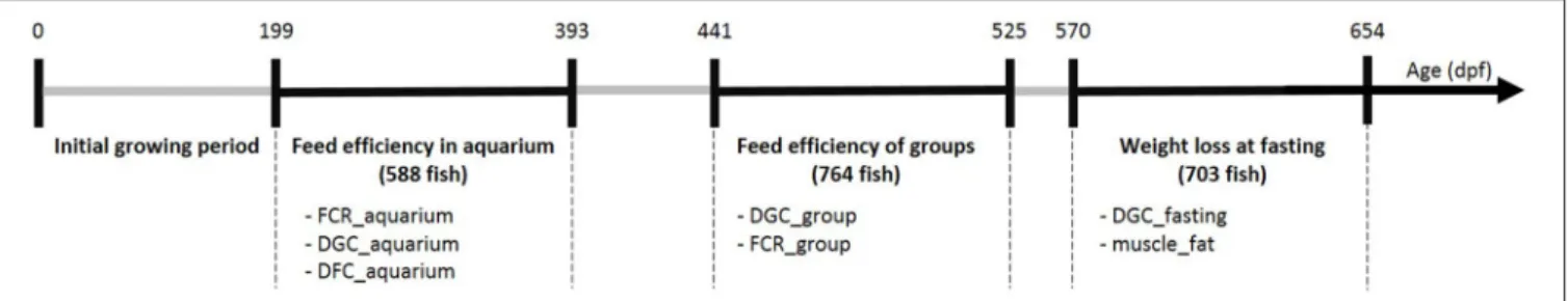 FIGURE 1 | Summary of the experiments realized on G3 fish at different ages (days post-fertilization)