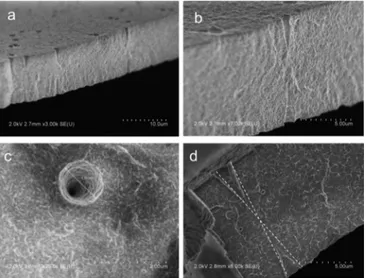 FIG. 2. FESEM images of bi-conical tracks obtained from etched poly(VDF- poly(VDF-co-TrFE) membranes irradiated with accelerated 78 Kr 31þ (10 MeV/mau) at a fluence of 10 6 tracks cm 2 Etching conditions: KOH 10 N/KMnO 4 0.25 N 80  C, 1 h