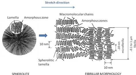 Figure 4 : Schematic presentation of fibrilla and microfibrilla alignment induced by stretching in one  direction 