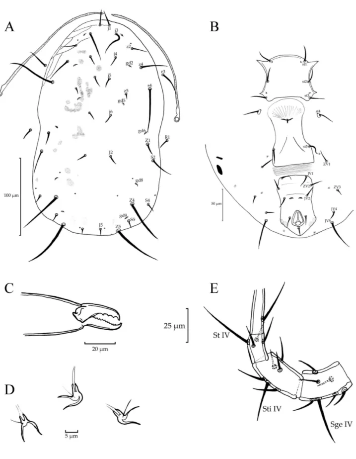 Figure 1 Transeius aciculus female: A – Dorsal shield and peritreme; B – Ventral shields; C – Chelicera; D – Calyx of the spermatheca; E – Macrosetae on leg IV.