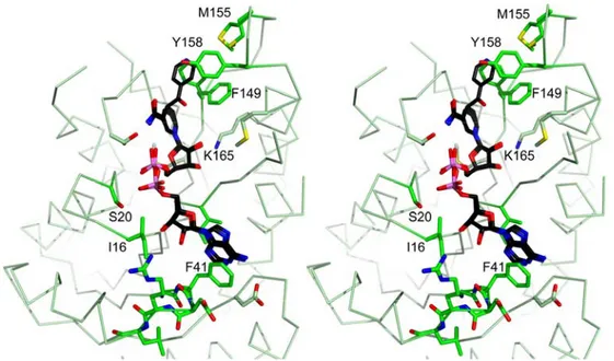 Figure S5: Stereoview of the crystal structure of InhA after 1h soaking with INH-NADH