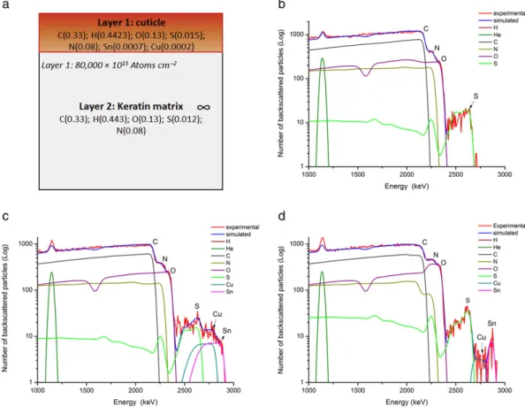 Fig. 5. (a)Colour change (Delta E) expressed as a function of time (min) for the Athapaskan quills investigated by MFT