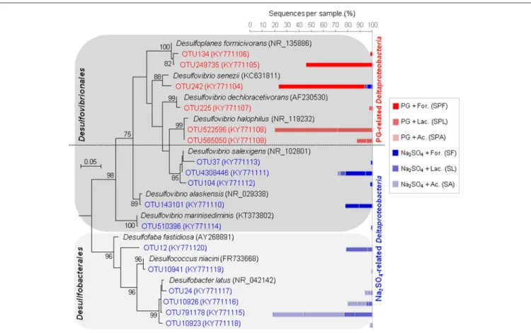 FIGURE 5 | Maximum-likehood (ML) tree based on 16S rRNA gene sequences showing the phylogenetic position of Deltaproteobacteria enriched from marine sediment (as inoculum) using different electron donors and sulfate sources (sodium sulfate or phosphogypsum