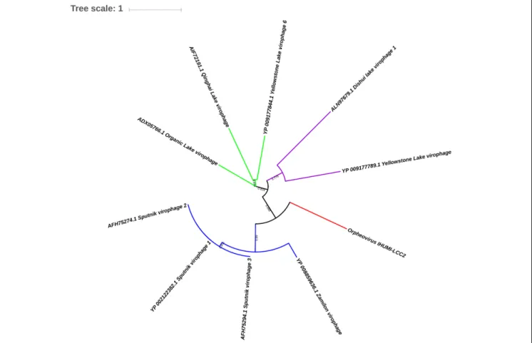 FIGURE 6 | Phylogenetic tree based on V21-like protein of virophages and Orpheovirus IHUMI-LCC2 sequences