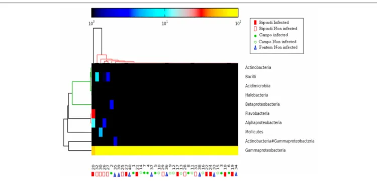 FIGURE 5 | Heat map analysis of the distribution and abundance of the bacterial classes in midgut samples