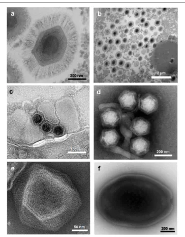 FIGURE 2 | Electron micrographs of viruses belonging to five families or putative families of viruses of amoebas