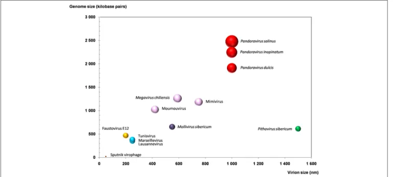 FIGURE 3 | Plot of the virion and genome sizes from representatives of giant viruses and virophages of amoebas