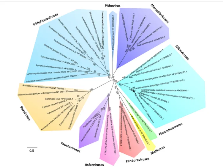 FIGURE 4 | Phylogeny reconstruction based on the RNA-dependent RNA polymerase from Megavirales representatives