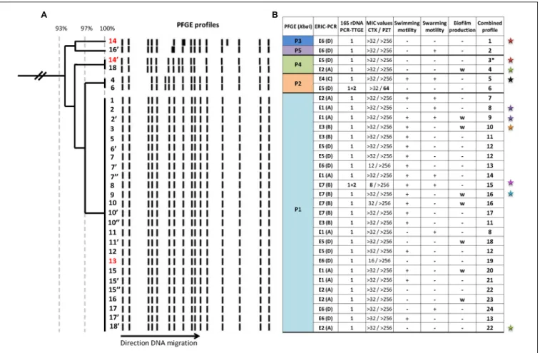 FIGURE 1 | Genomic and phenotypic variability among 31 Pandoraea pulmonicola isolates recovered from 18 sputum specimens sampled over a 7-year period in a CF patient