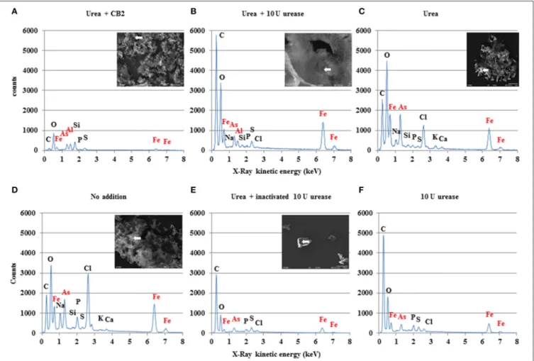 FIGURE 8 | Analysis of precipitates’ composition. SEM photographs and microanalytical X-ray graphs of precipitates