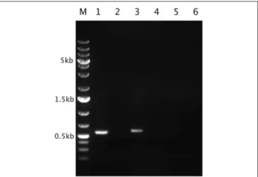 FIGURE 11 | In situ expression of the Thiomonas arsenite oxidase and urease-encoding genes