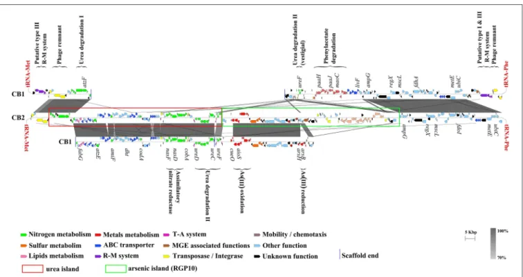 FIGURE 3 | Comparison between the Thiomonas genomic regions carrying a urea island. The large genomic region comprising the urea island and another island, RGP10 in CB2 and the synteny between CB1 and CB2 genomes are shown