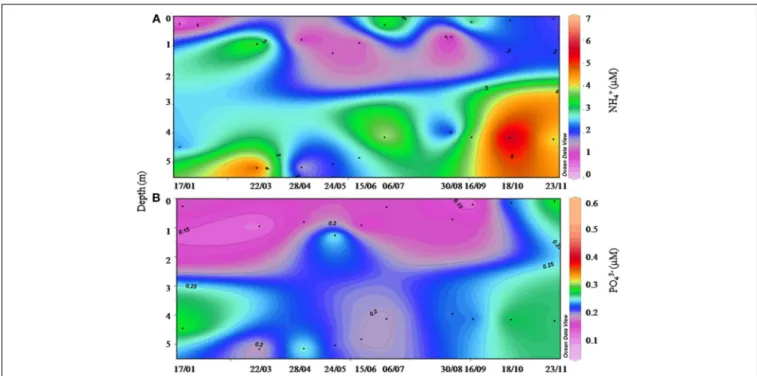 FIGURE 7 | Vertical distribution of (A) ammonium and (B) phosphates concentrations measured by the GIPREB at surface and bottom layers at the hydrological station in the Vaïne lagoon in 2011.