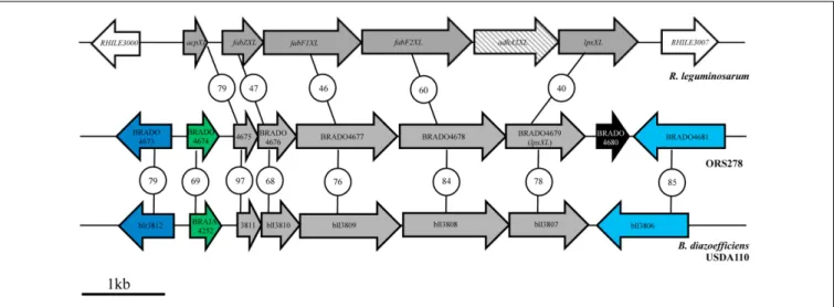 FIGURE 2 | Identification of a gene cluster putatively involved in VLCFA biosynthesis in Bradyrhizobium strains by comparative genomic analysis with R.