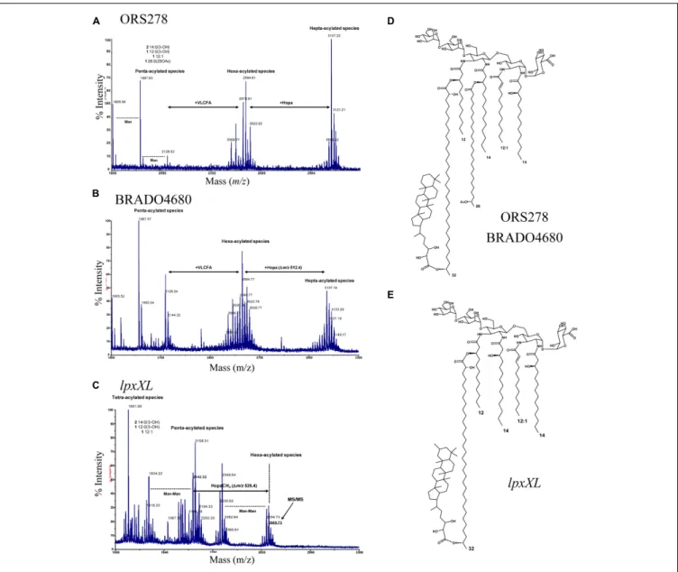 FIGURE 3 | BRADO4679 (lpxXL) is involved in the transfer of the C 26 :25OH VLCFA to the lipid A of ORS278