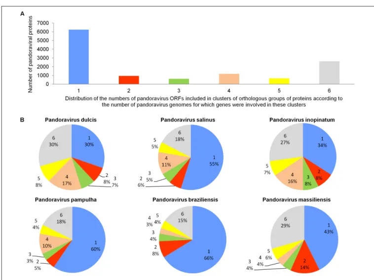 FIGURE 4 | Distribution of the number of pandoravirus ORFs included in clusters of orthologous groups of proteins according to the number of pandoravirus genomes for which genes were involved in these clusters (A) and proportion for each pandoravirus genom
