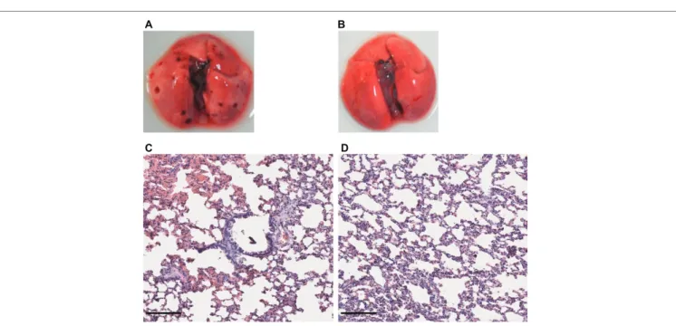 FIGURE 6  |  Lung structure from L. mayottensis-infected hamsters sacrificed at intermediate timepoints