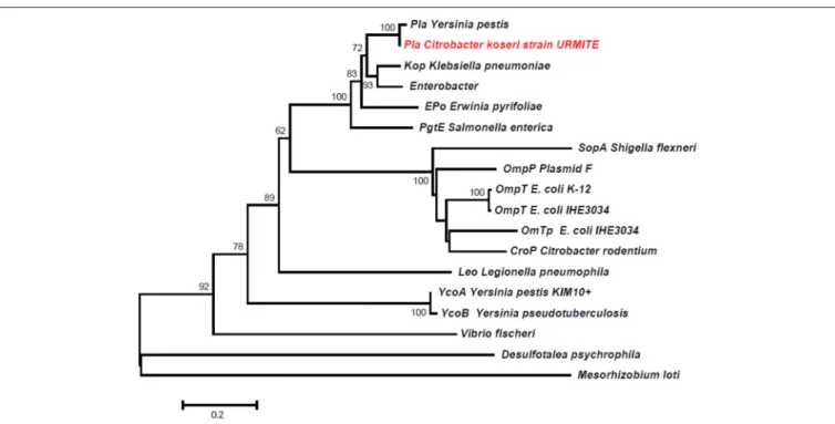 FIGURE 7 | Phylogeny inference of the main members of the omptin family including the predicted Pla protein of pCitro1