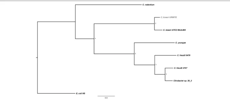 FIGURE 1 | SNP-based phylogenetic tree of Citrobacter species. SNP-based phylogenetic tree using the SNP data collected from seven Citrobacter genomes.