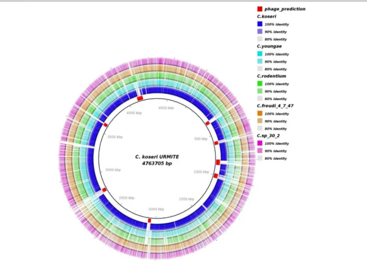 FIGURE 2 | Genomic comparison of C. koseri URMITE with other Citrobacter species. High levels of sequence identity of the Citrobacter spp