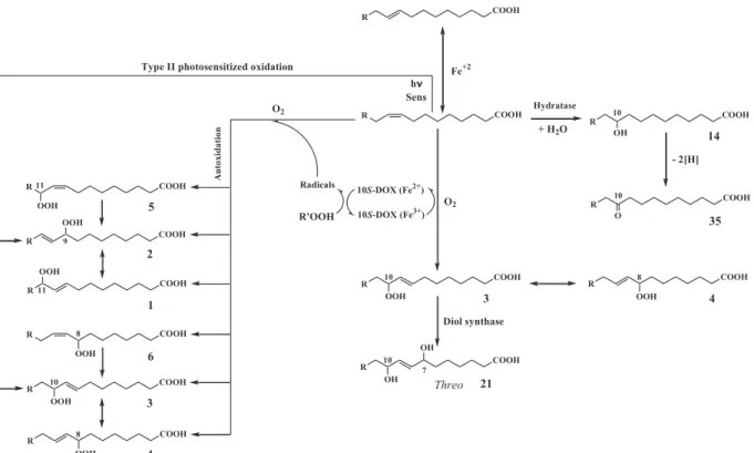 Fig. 5. Proposed biotic and abiotic degradation pathways of palmitoleic acid.