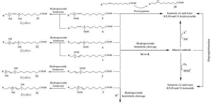 Fig. 6. Proposed degradation pathways of isomeric hydroperoxyhexadecenoic acids.