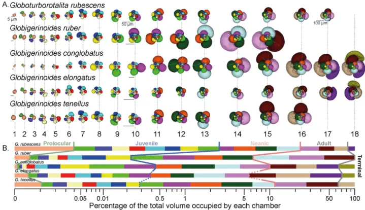 Fig 9. Ontogenetic development of the five selected morphospecies. (A) The addition of individual chambers is shown with segmentation of the inner volume from the proloculus to the final chamber