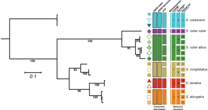 Fig 2. Molecular taxonomy of the genus Globigerinoides. Each branch represents a unique basetype, the symbol next to the branch represent the individual basegroup and the colors represent unique morphospecies